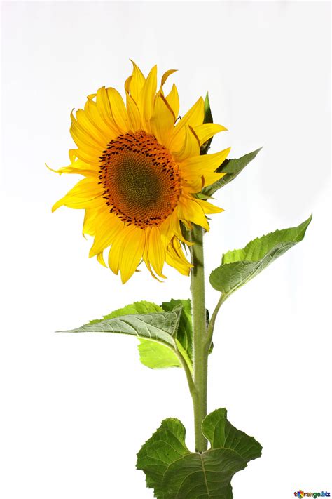 Sunflowers isolated on white background sunflower isolated sunflower № 32766
