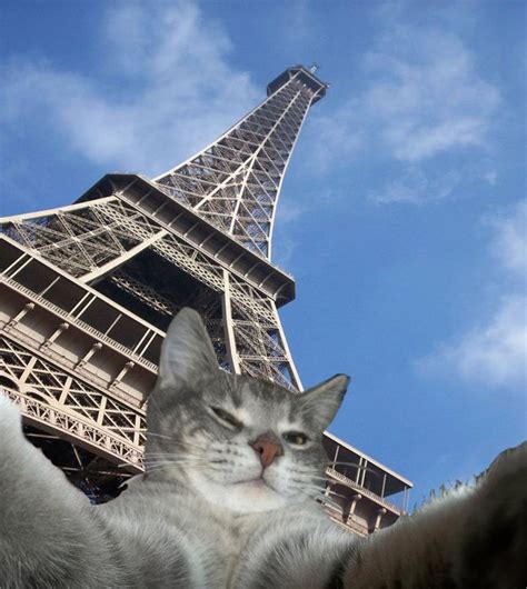 1000 Images About Crazy Cat Lady On Pinterest Paris