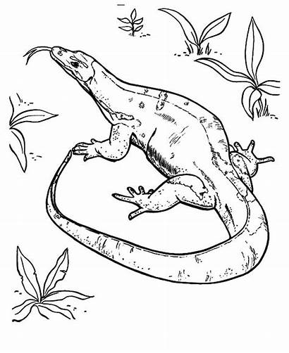 Komodo Dragon Coloring Lizard Pages Drawing Fish