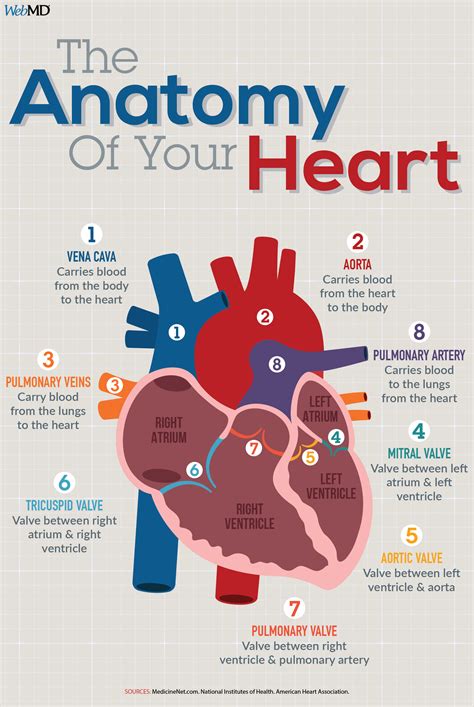 Infographic The Anatomy Of Your Heart