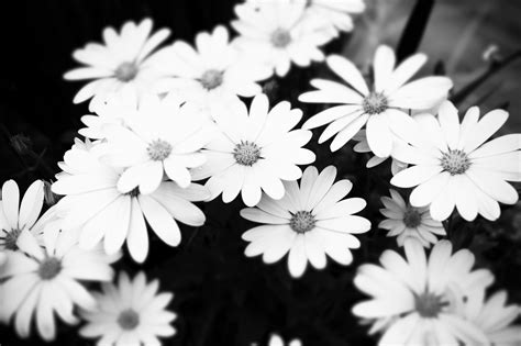 Send this wallpaper to your phone. Black & White Floral Wallpapers | Floral Patterns ...