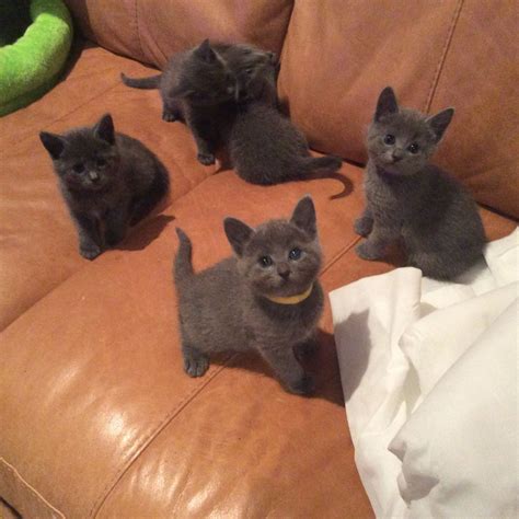 Russian Blue Cats For Sale Colorado Springs Co 194971