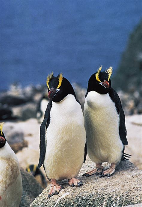 World Penguin Day 2017 11 Penguin Species Facing Extinction Metro News