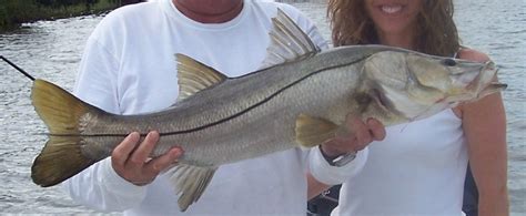 Snook Fishing And Backcountry Fishing Charters In Florida Absolute