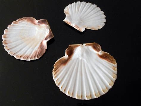 Set Of 3 Large Irish Flat Scallops Shells Seashells 4 Etsy