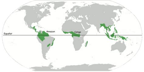 Rainforests Of The World The Tropics