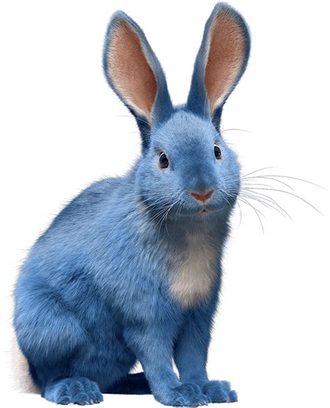 Meet Blu Blue Bunny Ice Cream Shiloh Shepherd Fluffy Bunny Bunny Art