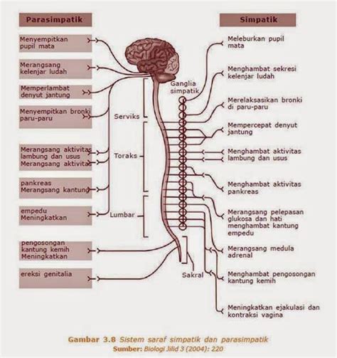 Gangguan pada sistem saraf manusia. Praktikum Fisiologi Hewan Kelompok 4 3B: SISTEM SARAF PADA KATAK SAWAH (Rana cancrivora)