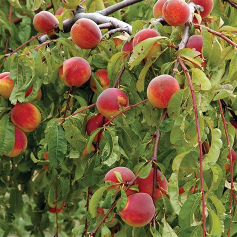 The bonfire peach tree (prunus persica 'bonfire')! Prunus persica 'Crimson Bonfire', Red-Leaf Peach Tree ...
