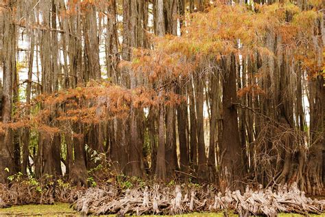 Knees Of Bald Cypress Trees In Autumn Caddo Lake Texas Photograph