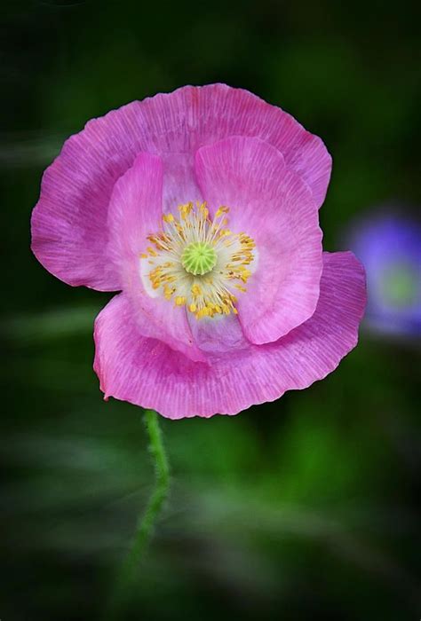 Pink Poppy Is A Photograph By Saija Lehtonen Which Was Uploaded On June