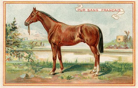 Vintage Graphic Beautiful Brown Horse The Graphics Fairy