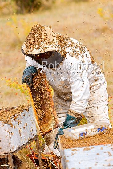 Beekeeper Apiarist Collecting Honey From Beehives Apiary