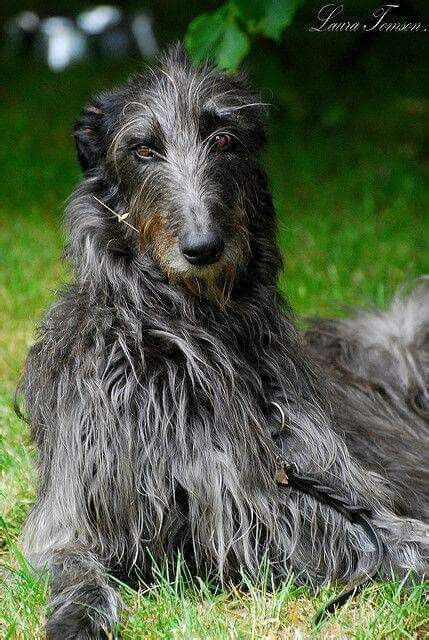 Gentle And Loving Scottish Deerhound Big Dogs I Love Dogs Dogs And
