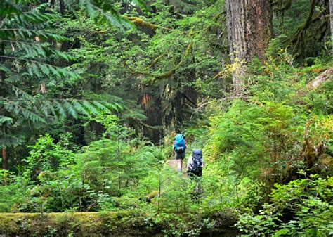 Best Hikes Olympic National Forest Online Sale
