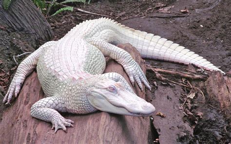 Alligators Albino Nature Animals Wallpapers Hd