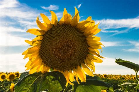 Sunflowers 2016 Tony Lazzari Photography