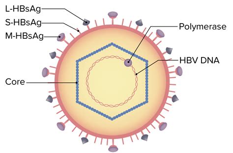 Hepatitis B Virus Klassifikation And Therapie Lecturio