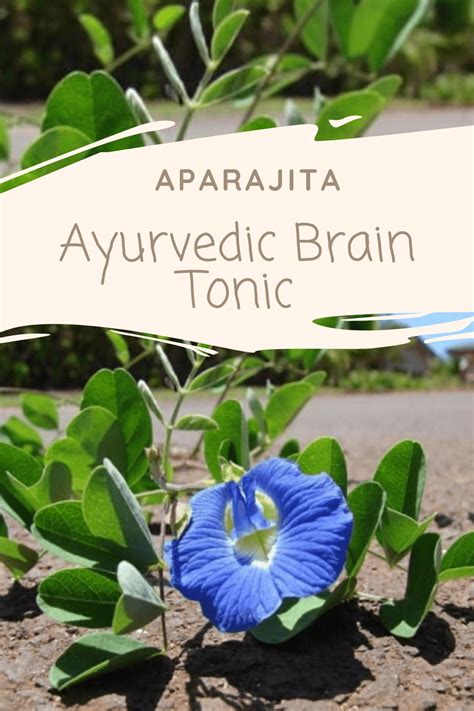 Aparajita A Royal Blue Flower For Real Brain Benefits Ayurvedic