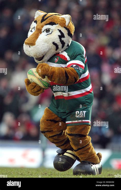 Leicester Tigers Mascot Hi Res Stock Photography And Images Alamy