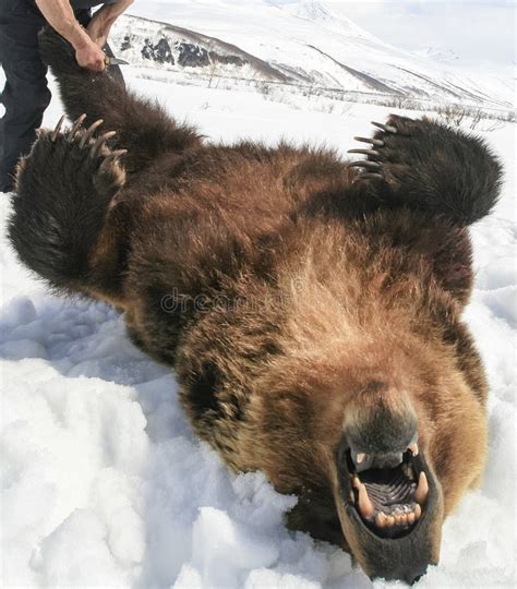 Сarcass of a Brown Bear Lying on Its Back at the Beginning of Skinning