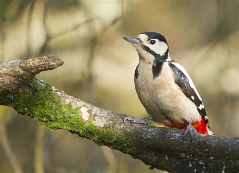 Woodpeckers In Tennessee 8 Species To See In The Volunteer State