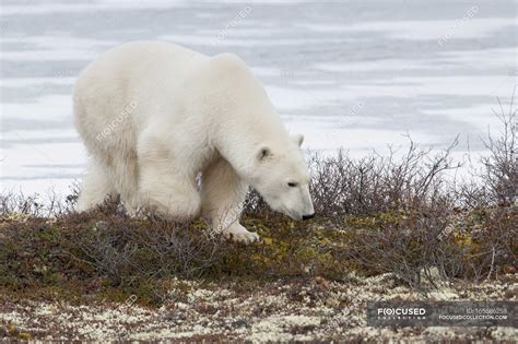 Polar Bear Exploring On Tundra — Habitat View Stock Photo 165686258