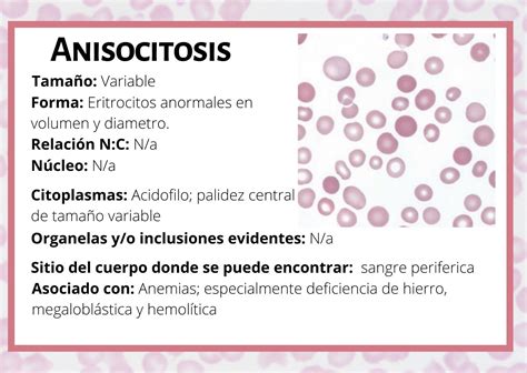 Anisocitosis Enseñanza De Química Hematología Eritrocitos