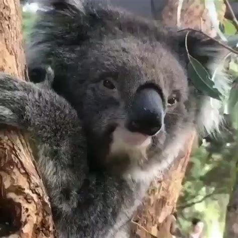 Pin On Koalas Yasenka5