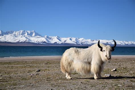 Genetic Research Highlights Yak Domestication Third Pole Environment