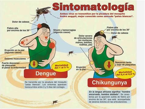 Chikungunya Sintomas Mosquitos Sancudo Picaduras De Mosquitos