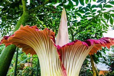 Dziwidło olbrzymie jest specyficzną rośliną, która kwitnie niezwykle rzadko. W belgijskim ogrodzie botanicznym Meise rozkwitła ogromna ...