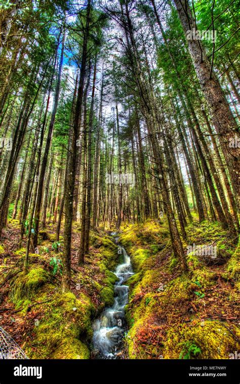 Village Of Glencoe Scotland Artistic View Of The Woods On The Glencoe