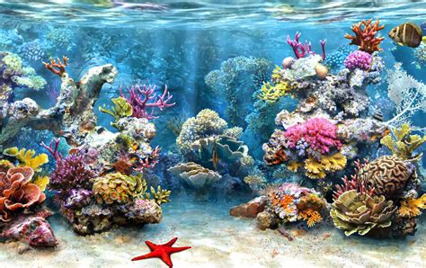 Shining Moments A Coral Reef