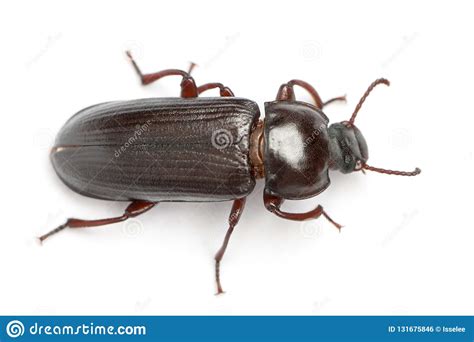 Commonly referred as mealworms, yellow mealworms, mealworm beetles, darkling beetles, and darkening beetles, tenebrio molitor is an insect which is eaten in the larval stage. Mealworm, Tenebrio Molitor, In Front Of White Background ...