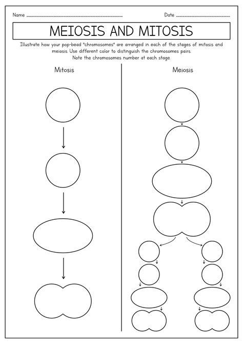 16 Best Images Of Meiosis Diagram Worksheet Meiosis Stages Worksheet