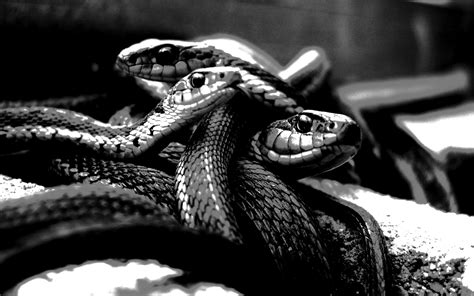 2560x1440 2560x1440 Black Mamba Background Coolwallpapersme