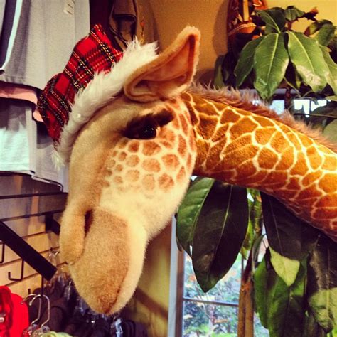 Drunk Giraffe Says Mery Verry Christmas Giraffe Zoo Flickr