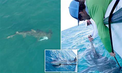 greg norman catches hammerhead shark that s close to 15ft long after it ate an 80lb blacktip