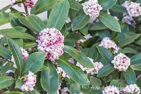 How To Grow A Daphne Plant That Will Fill Your Garden With Fragrance