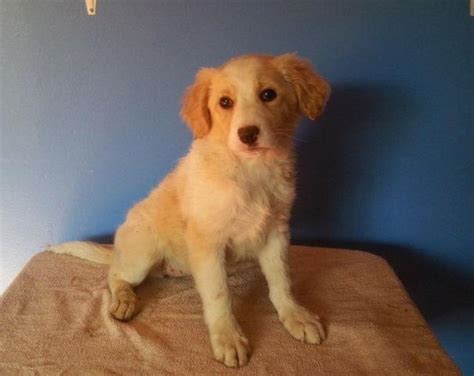 Gorgeous Brittany Spaniel Australian Shepherd Puppies For Sale In