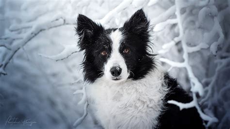 Border Collie Dog In Snow Field Background Hd Dog Wallpapers Hd