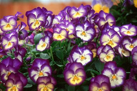 New Pansies Show Up At Garden Centers Mississippi State University