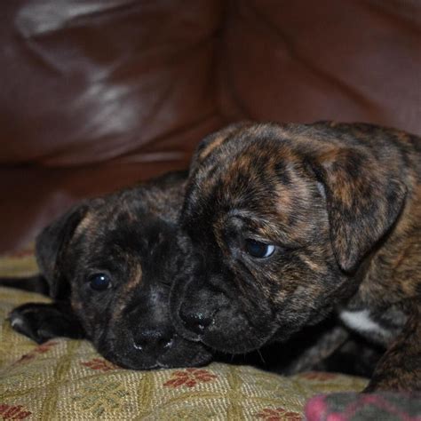 6 Staffy Puppies For Sale Red Brindle In Melrose Scottish Borders