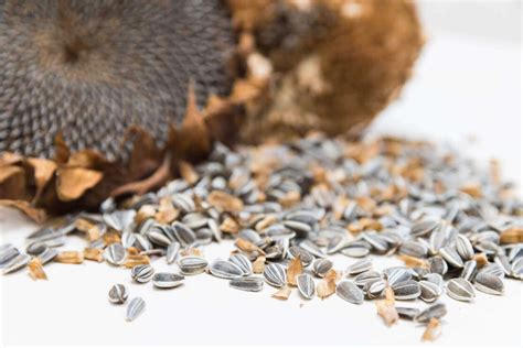 Harvesting And Storing Sunflower Seeds