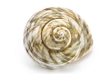 Spiral Sea Shell Stock Photo Image Of Orange Seashell 23761566
