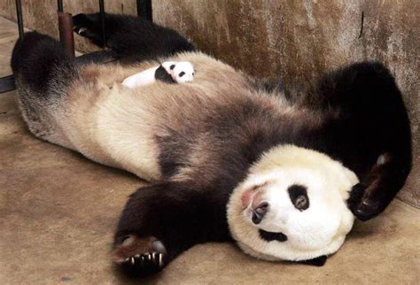 Pin By Evelyn Juanpablo On Animales Baby Panda Pictures Panda Bear