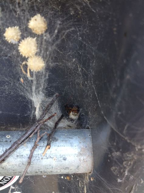 Heads Up Brown Widow Spider With Her Egg Sacks Now You Know How To Spot These Widow Spider