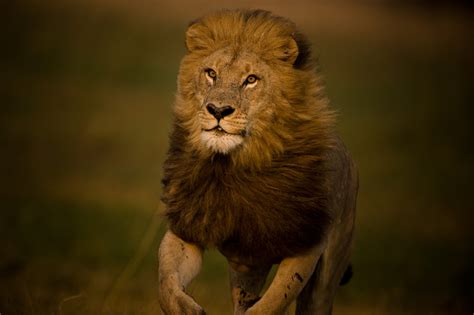 National Geographic Investing In A Better Future For Lions