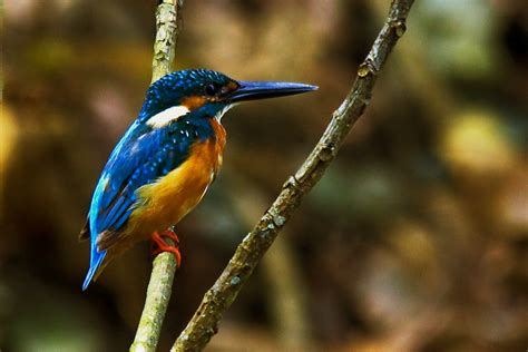 South East Asia Birds Malaysia Birds Paradise Common Kingfisher